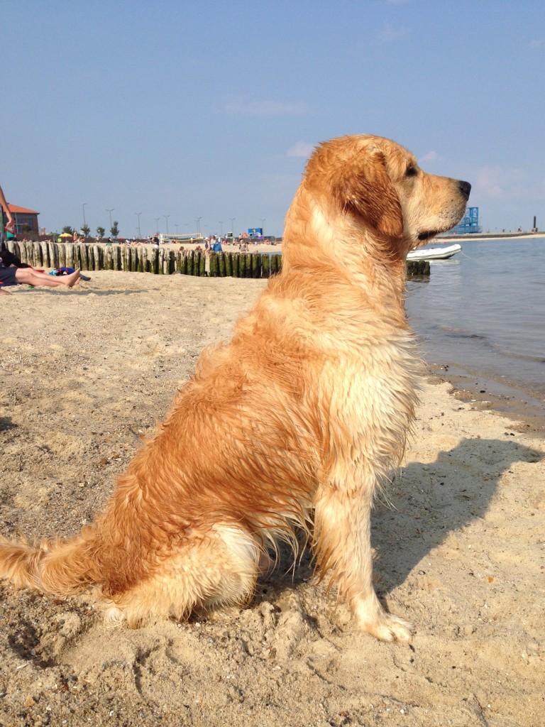 Im Urlaub auf Föhr war Leo natürlich voll in seinem Element! Hier beobachtet er, wie Herrchen schwimmt...